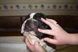 NETTOYAGE PLIS - BOULEDOGUE FRANCAIS 003